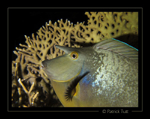 Spotted unicornfish on nigth dive in Marsa Shagra - Egypt... by Patrick Tutt 